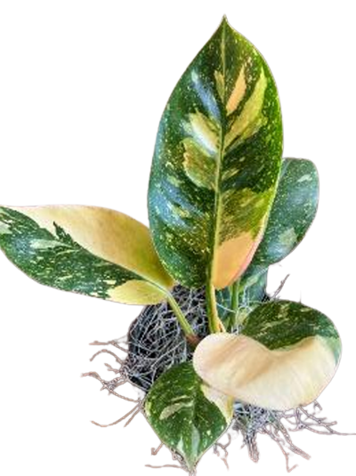 Green Congo Variegated